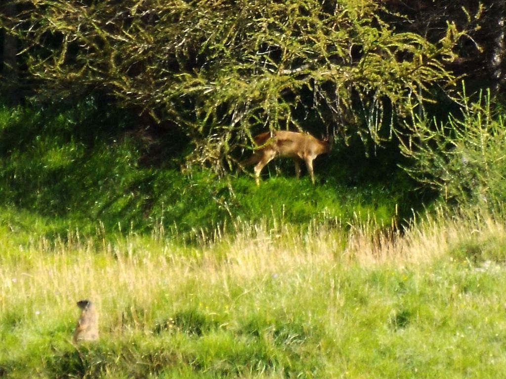 Un capriolo in quel di Livigno