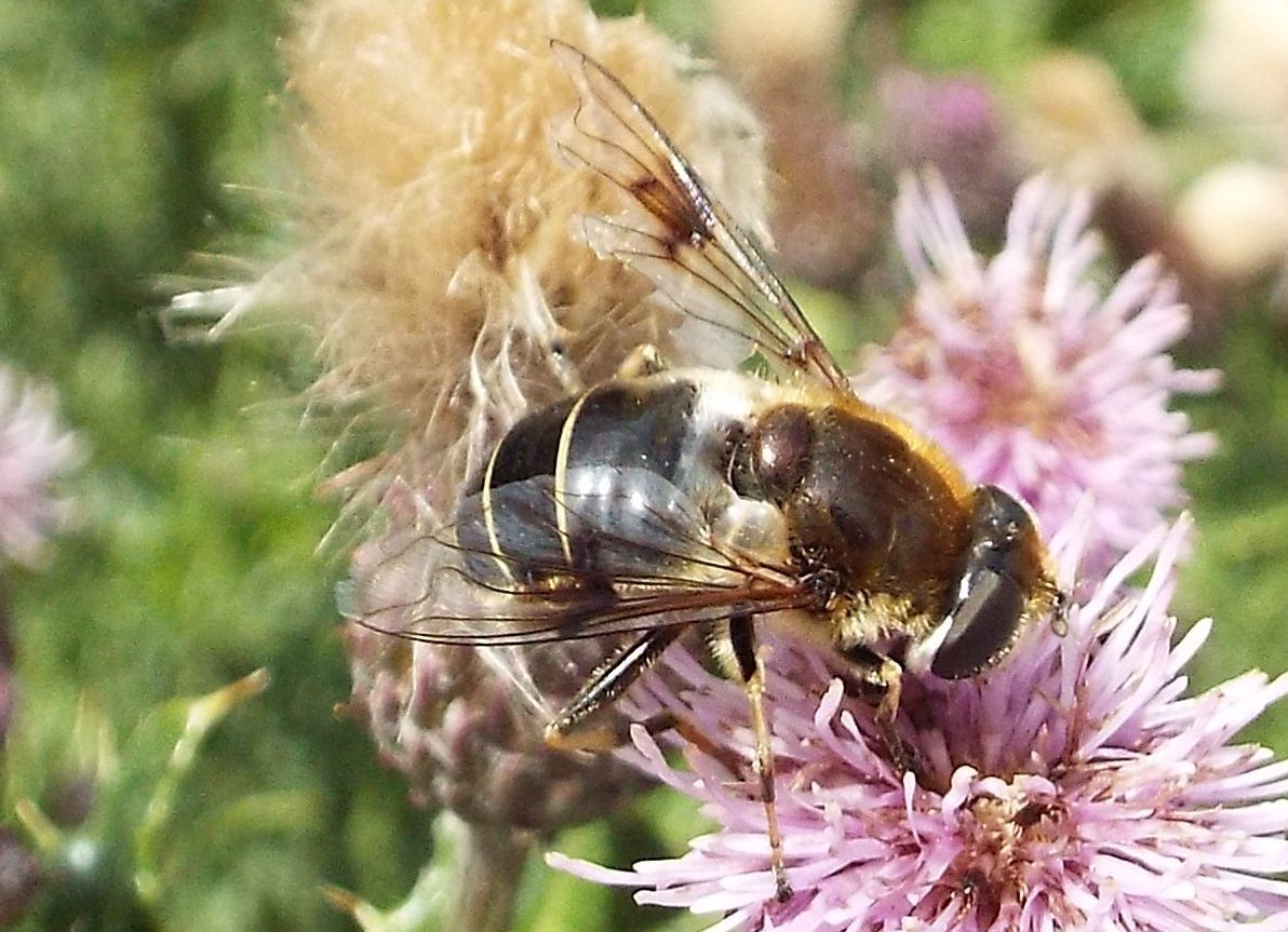 Syrphidae: Eristalis cfr. alpina, femmina