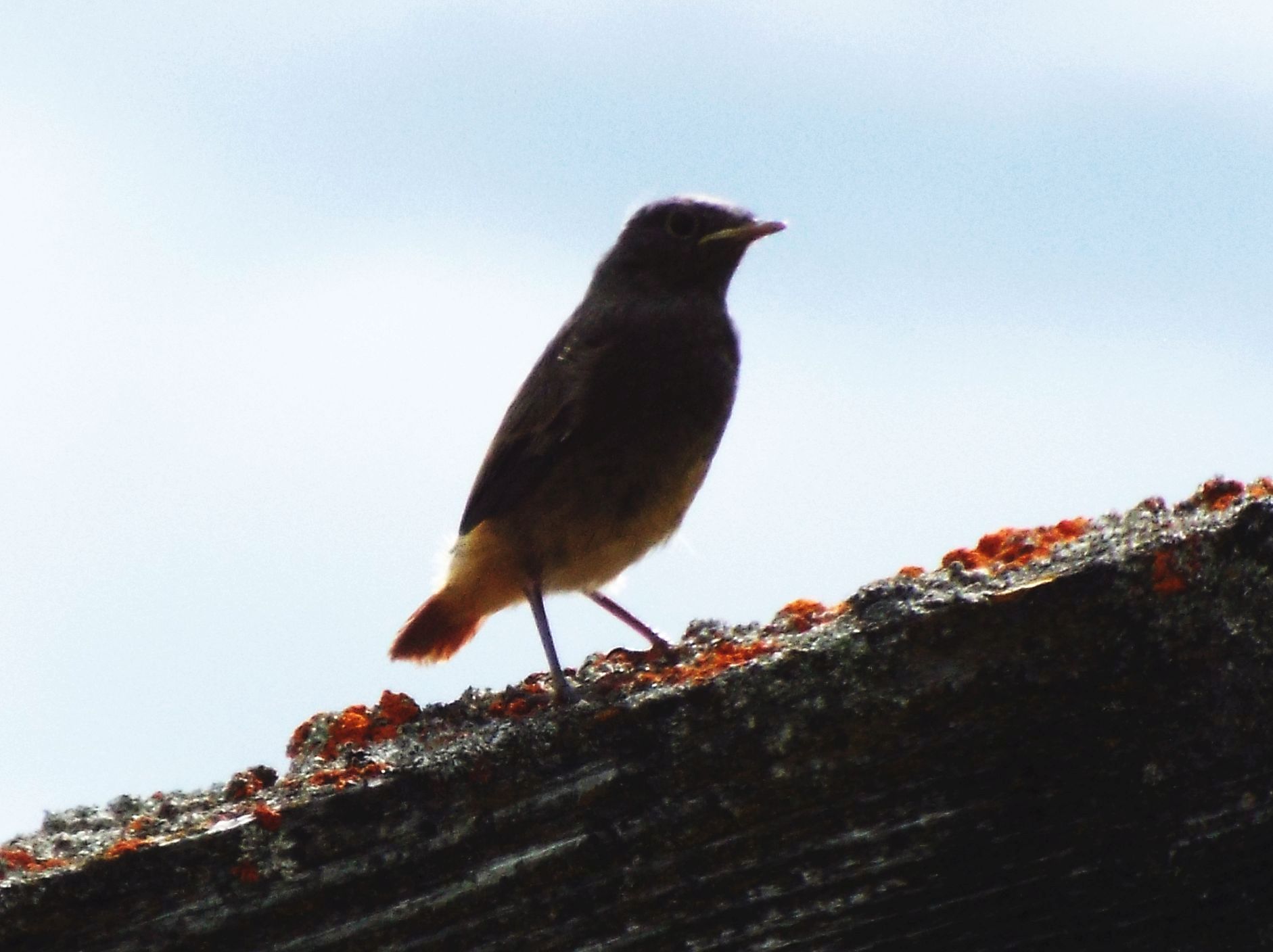 Tutti Codirosso spazzacamino (Phoenicurus ochruros) ?