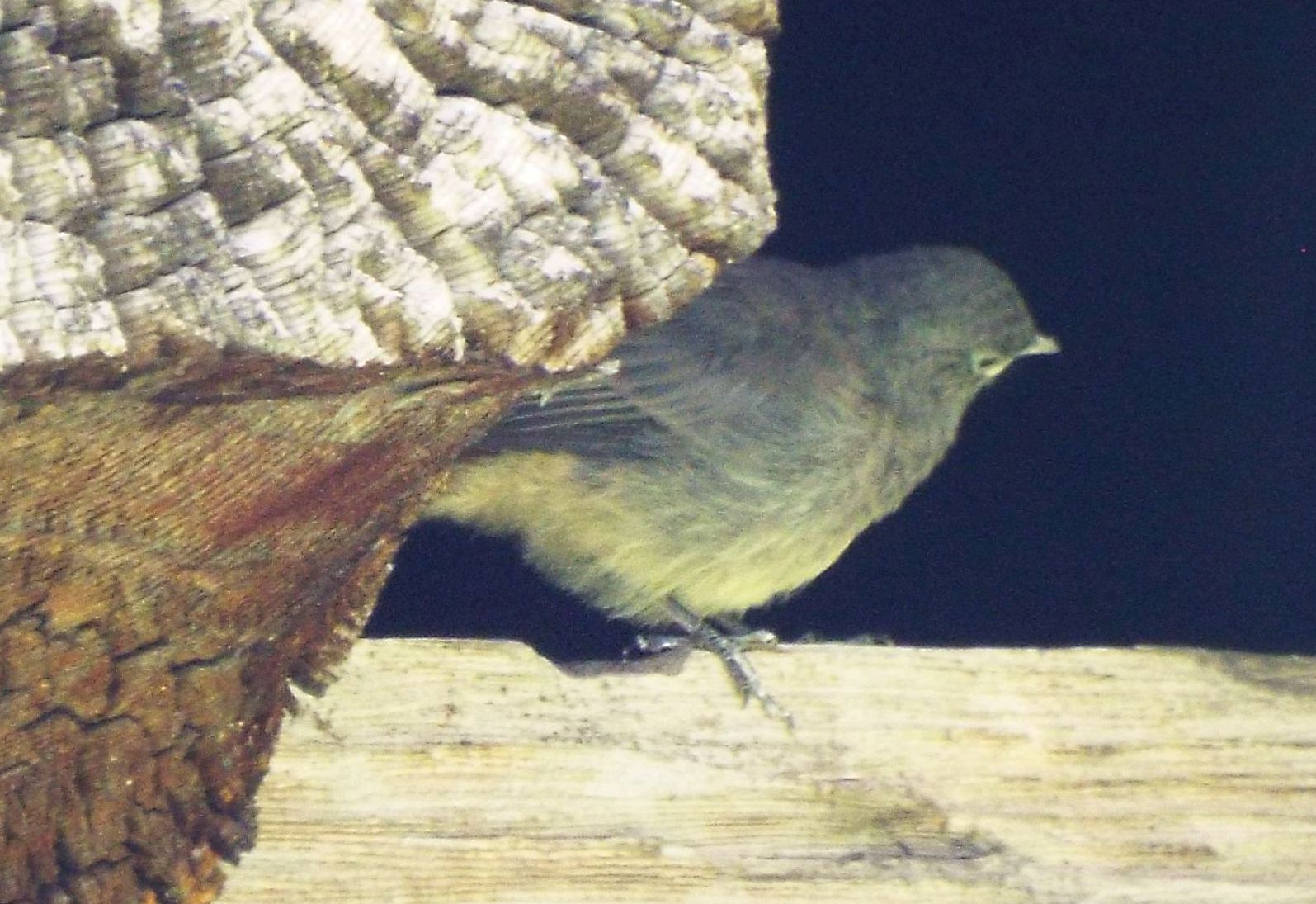 Tutti Codirosso spazzacamino (Phoenicurus ochruros) ?