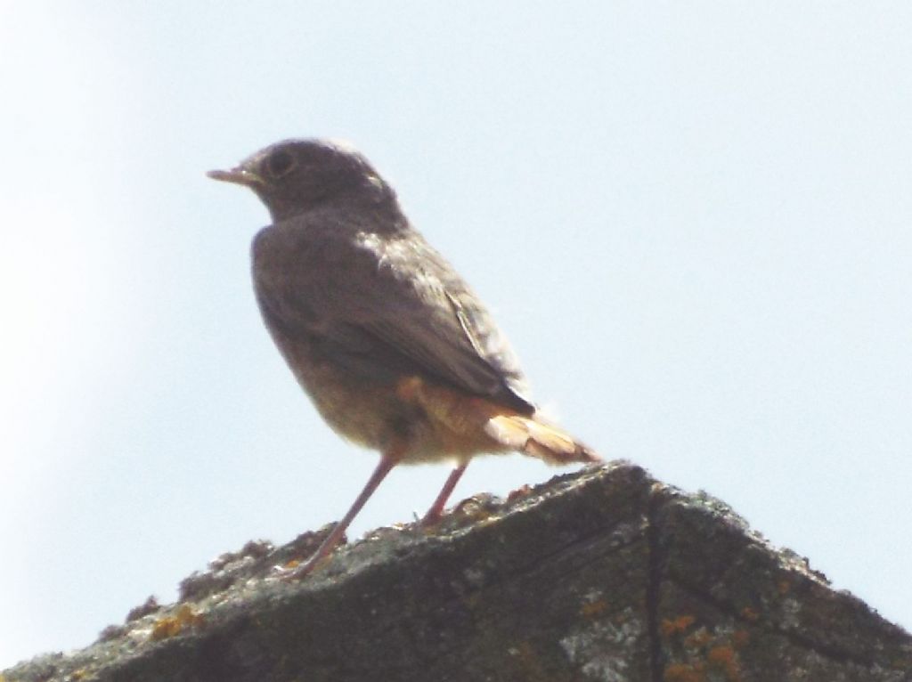 Tutti Codirosso spazzacamino (Phoenicurus ochruros) ?