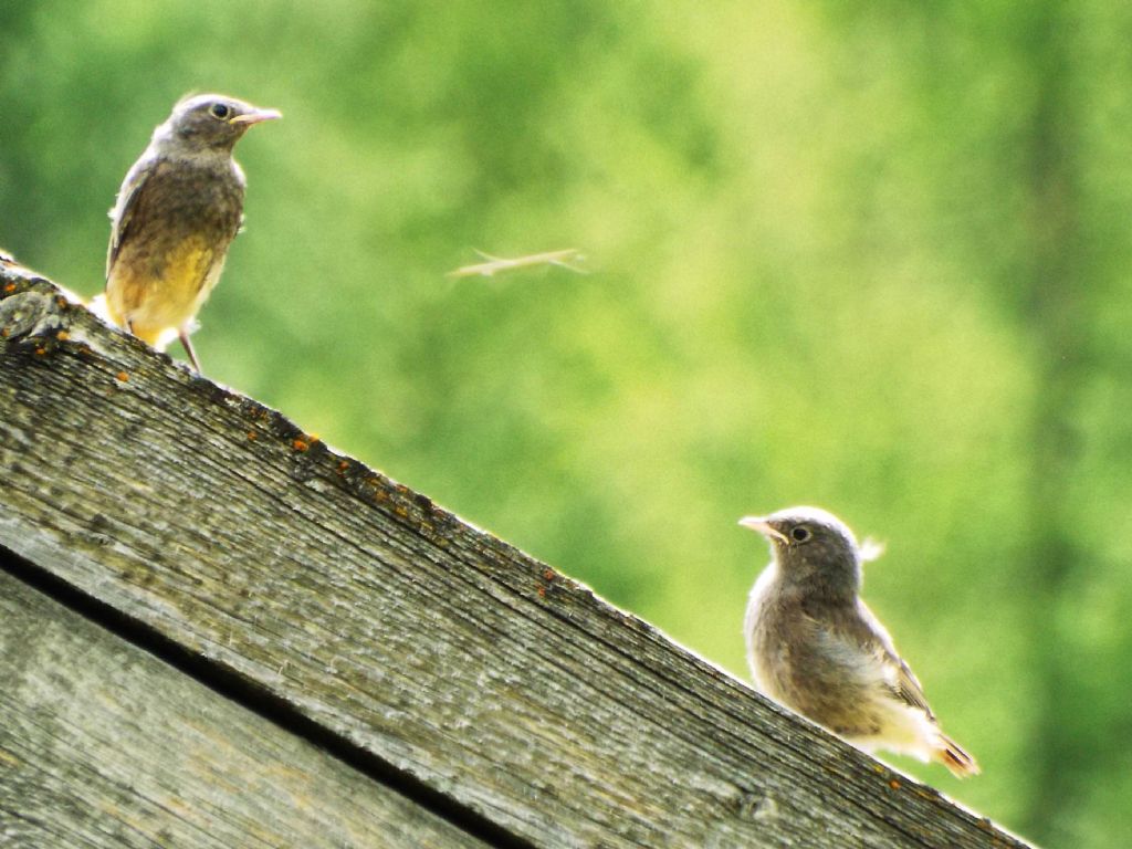 Tutti Codirosso spazzacamino (Phoenicurus ochruros) ?