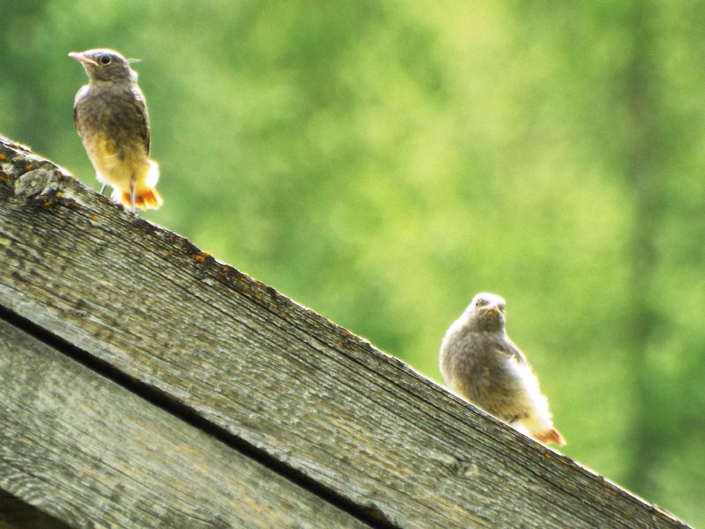 Tutti Codirosso spazzacamino (Phoenicurus ochruros) ?