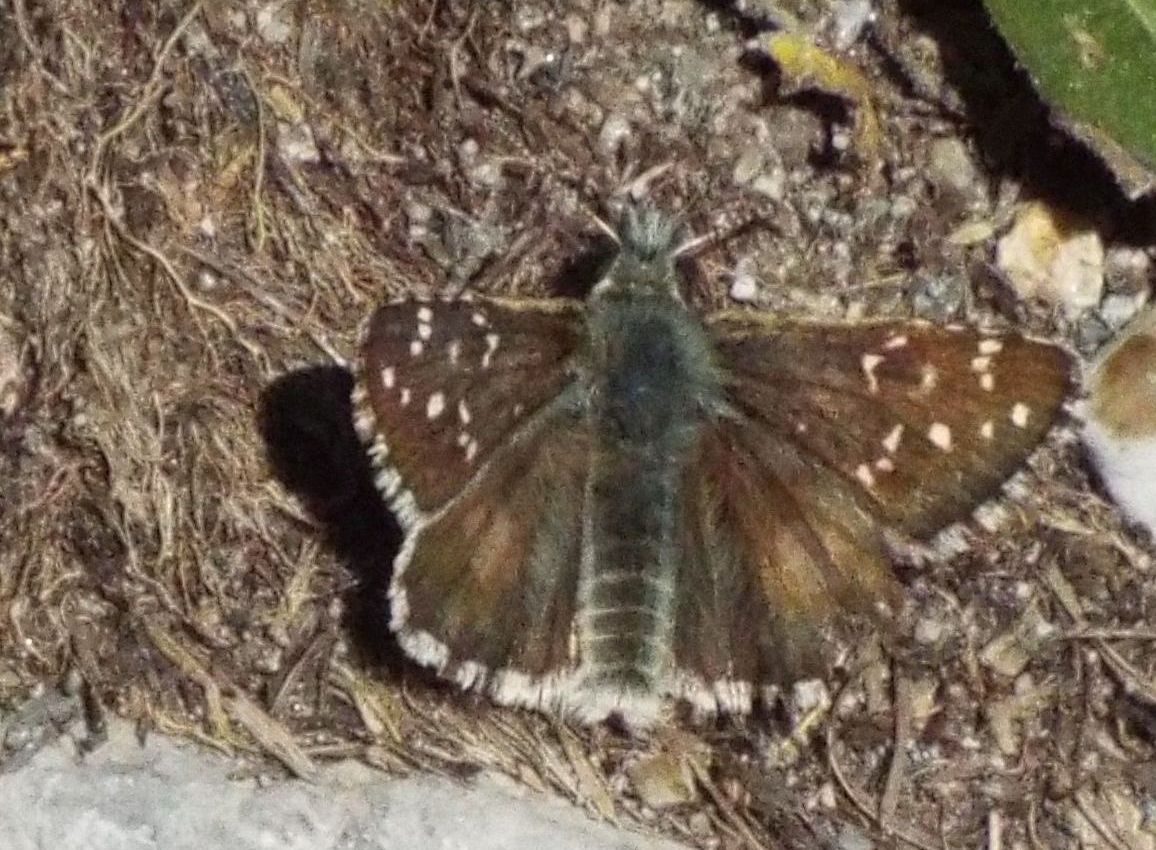 Hesperiidae: Pyrgus cfr. alveus