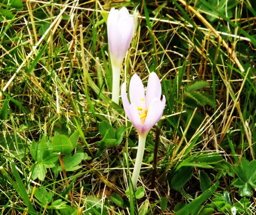 Crocus?   No, Colchicum autumnale