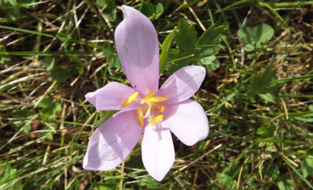 Crocus?   No, Colchicum autumnale