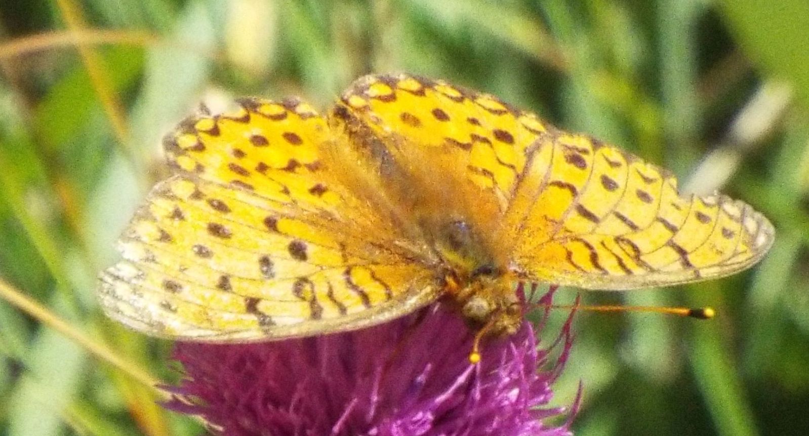 Argynnis  cfr. aglaja (Nymphalidae)