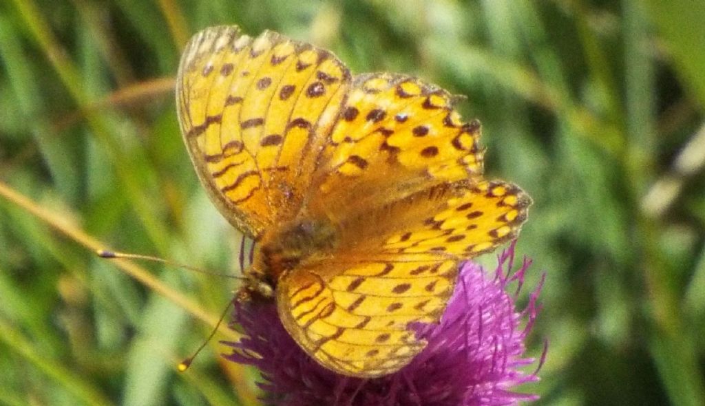 Argynnis  cfr. aglaja (Nymphalidae)