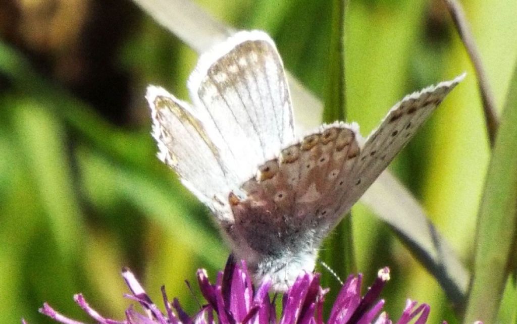 Lycenidae:  Polyommatus coridon, maschio