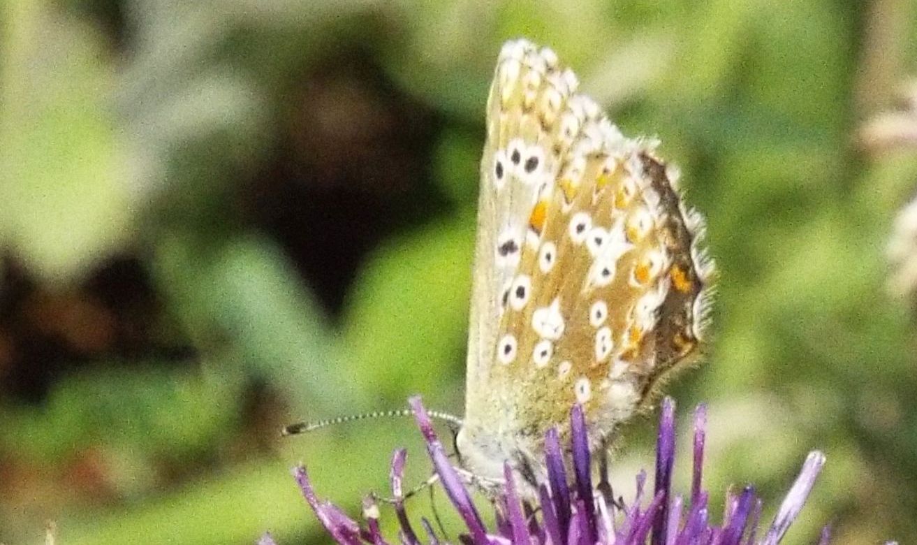 Lycenidae:  Polyommatus coridon, femmina