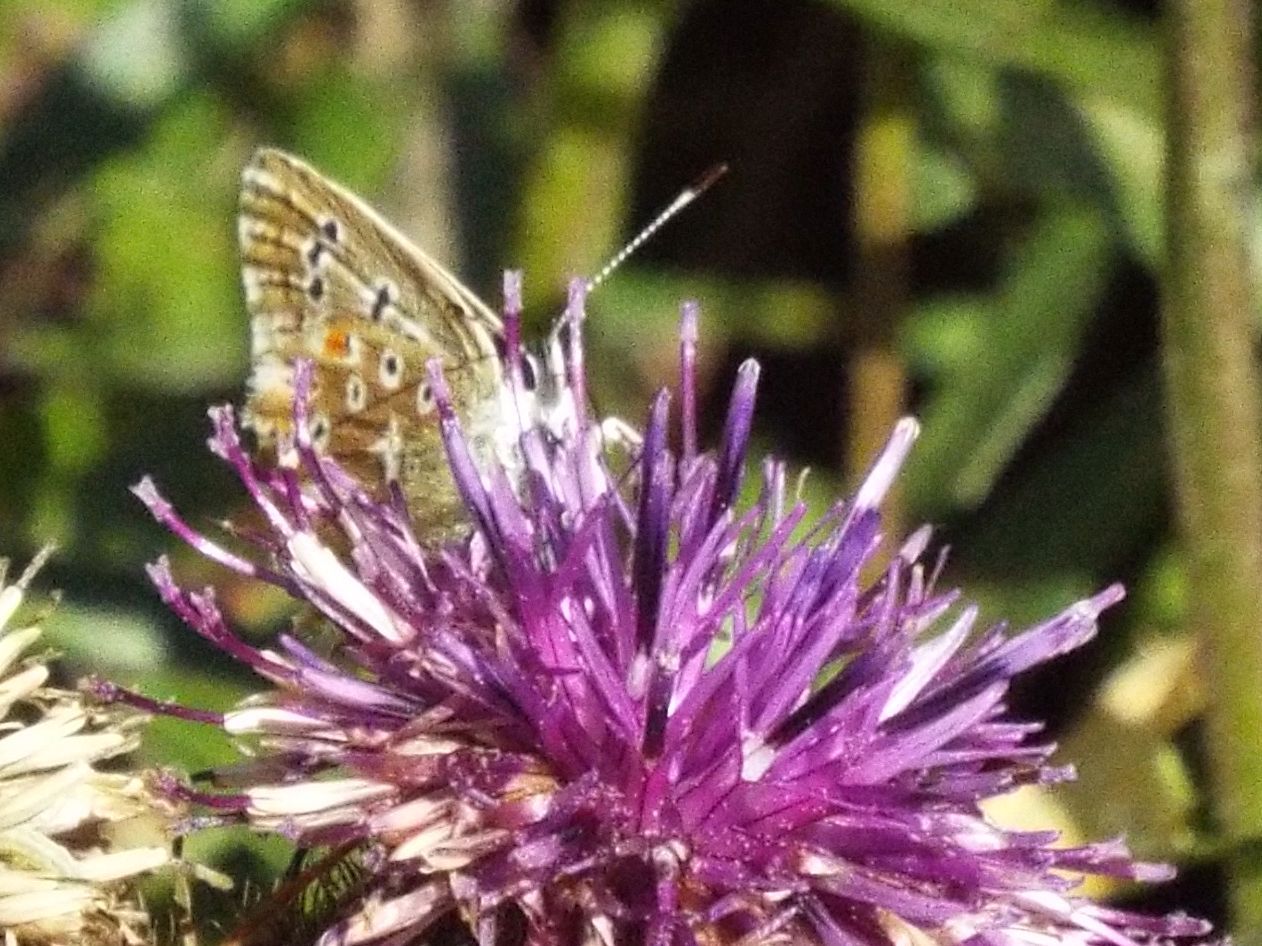 Lycenidae:  Polyommatus coridon, femmina