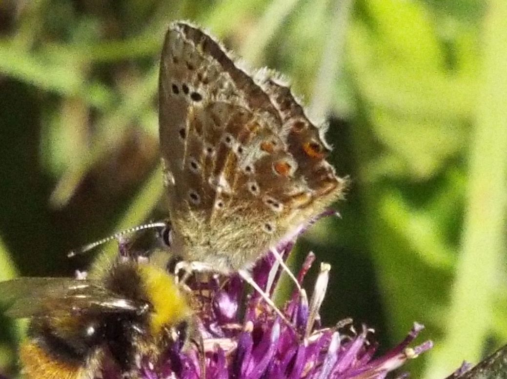 Lycenidae:  Polyommatus coridon, femmina