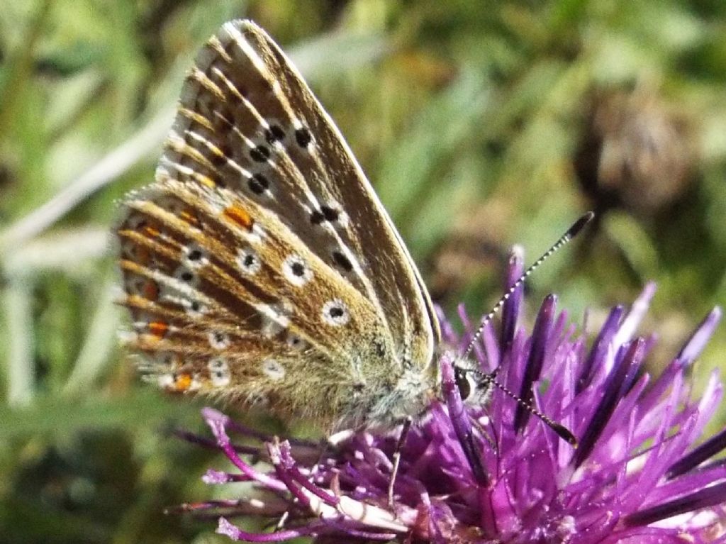 Lycenidae:  Polyommatus coridon, femmina