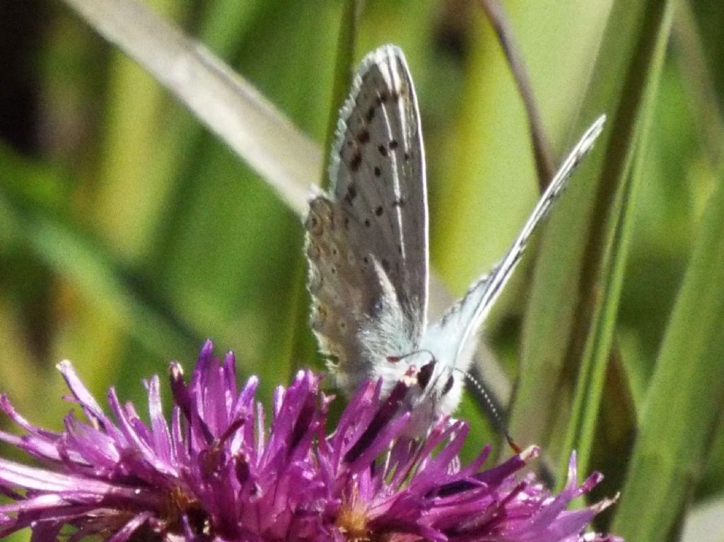 Lycenidae:  Polyommatus coridon, maschio