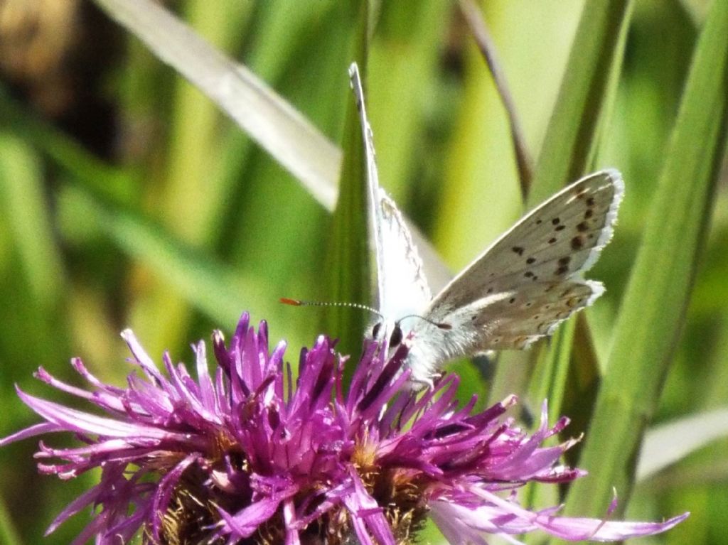 Lycenidae:  Polyommatus coridon, maschio