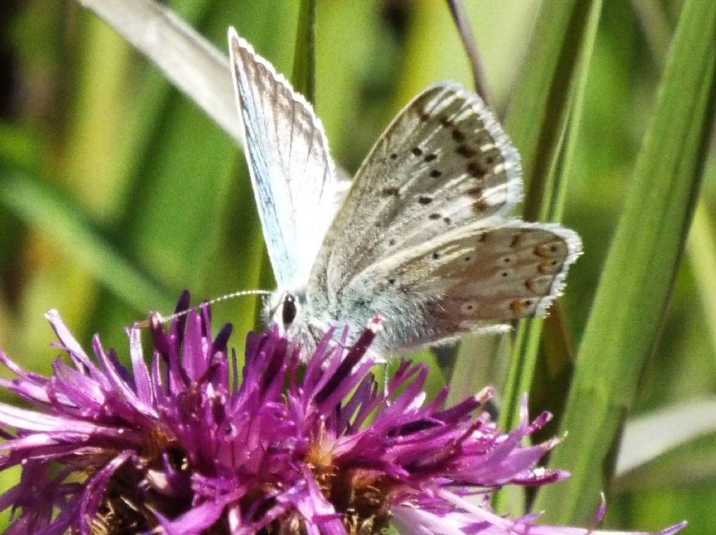 Lycenidae:  Polyommatus coridon, maschio