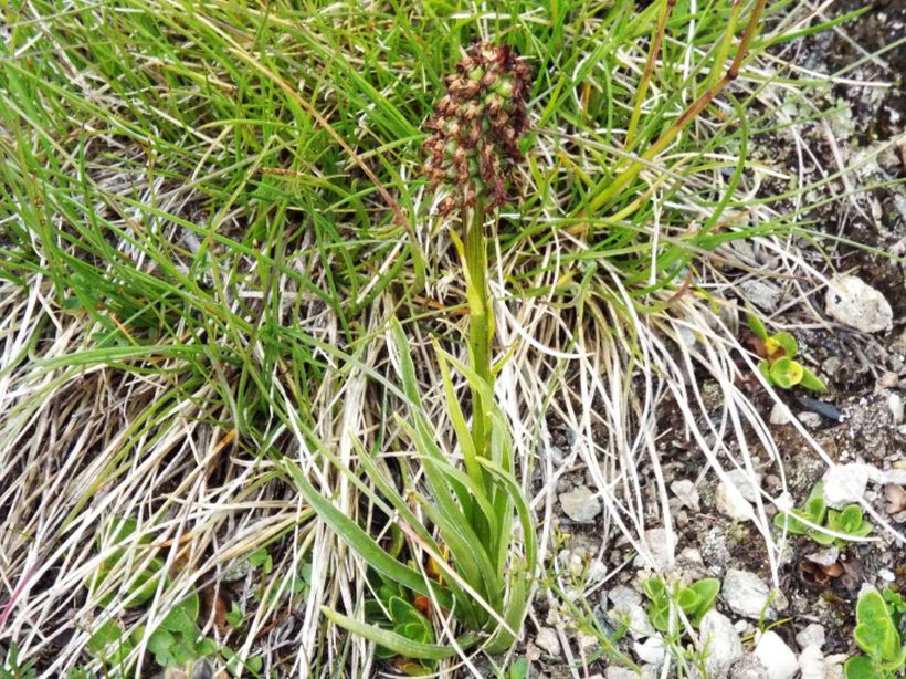 E'' un''orchidea?  S, Nigritella sp.