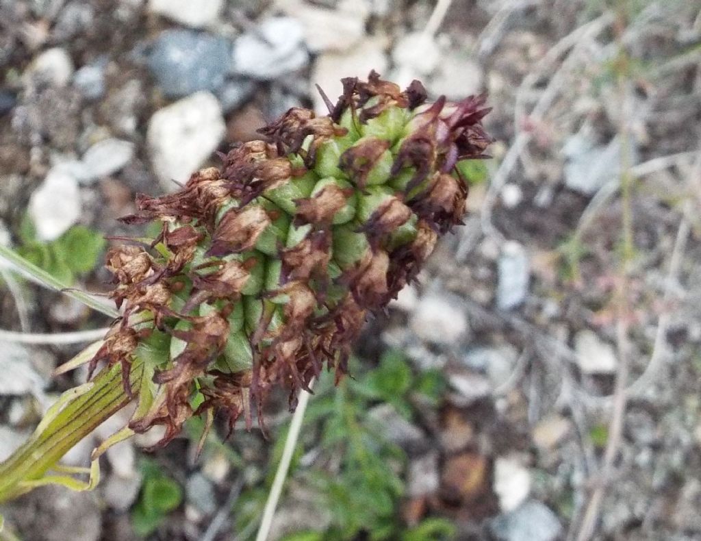 E'' un''orchidea?  S, Nigritella sp.