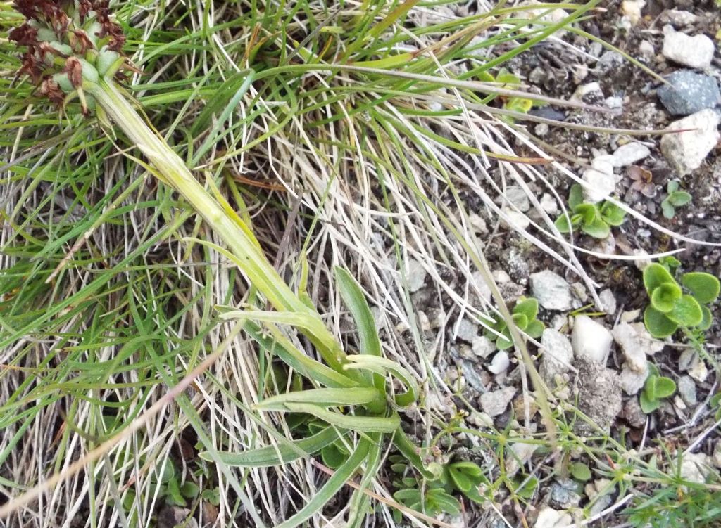 E'' un''orchidea?  S, Nigritella sp.