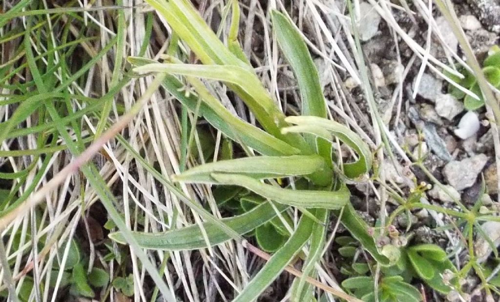 E'' un''orchidea?  S, Nigritella sp.