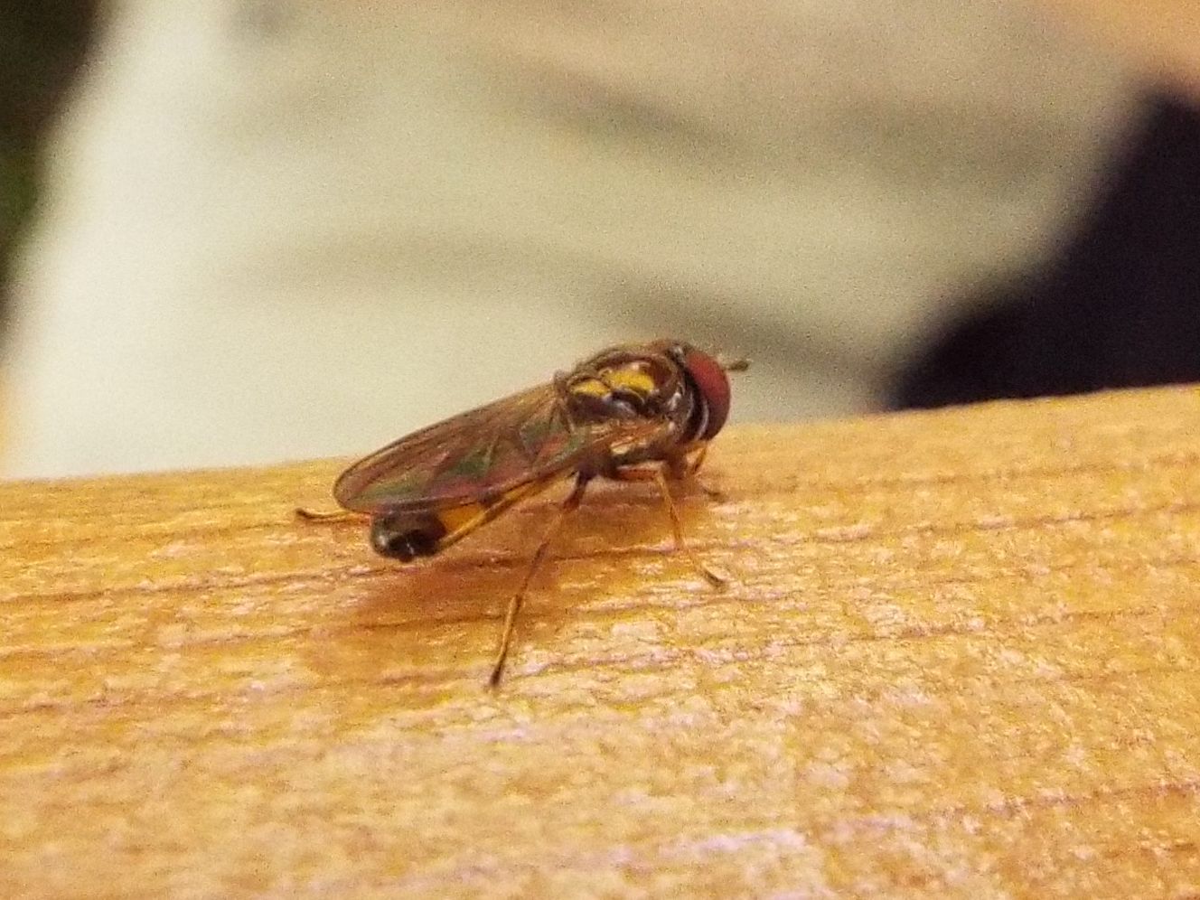 Syrphidae:  Platycheirus sp. opp. Melanostoma sp.