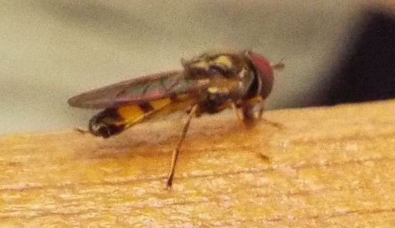 Syrphidae:  Platycheirus sp. opp. Melanostoma sp.