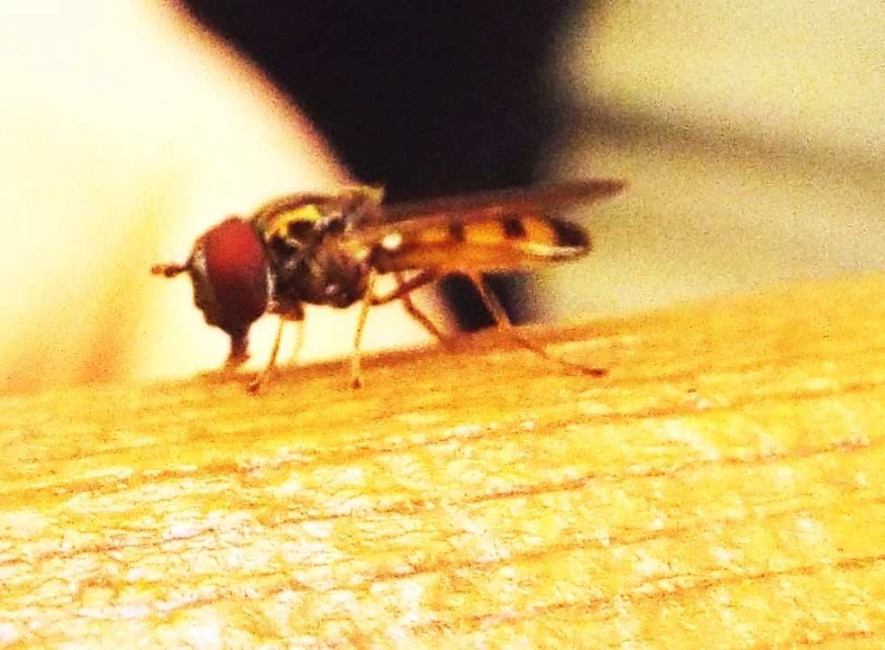 Syrphidae:  Platycheirus sp. opp. Melanostoma sp.