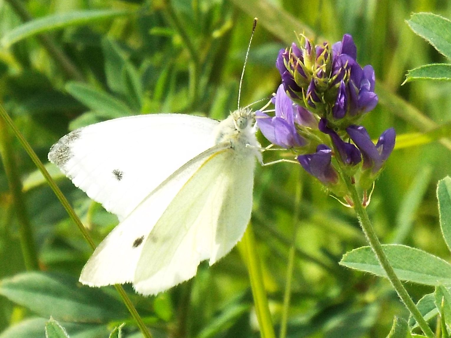 Pieridae: Pieris rapae