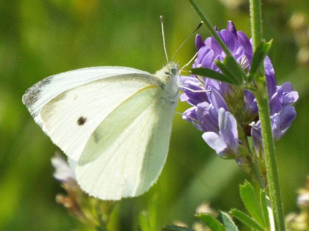 Pieridae: Pieris rapae