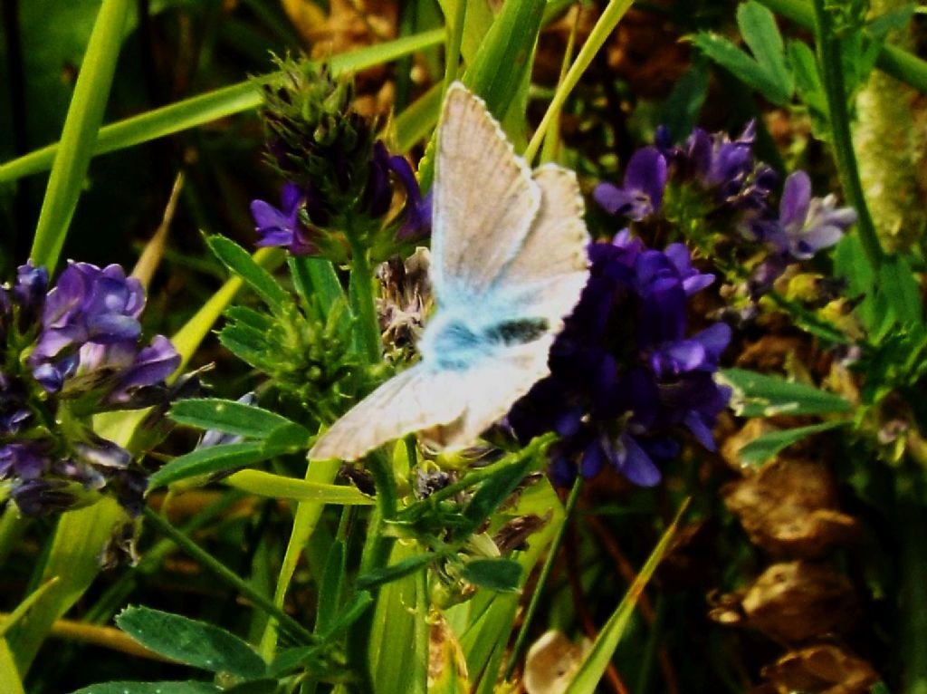 Lycaenidae:   Polyommatus coridon, maschio