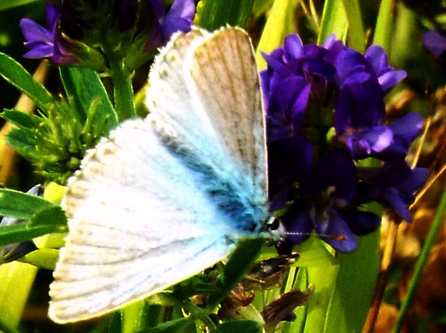 Lycaenidae:   Polyommatus coridon, maschio