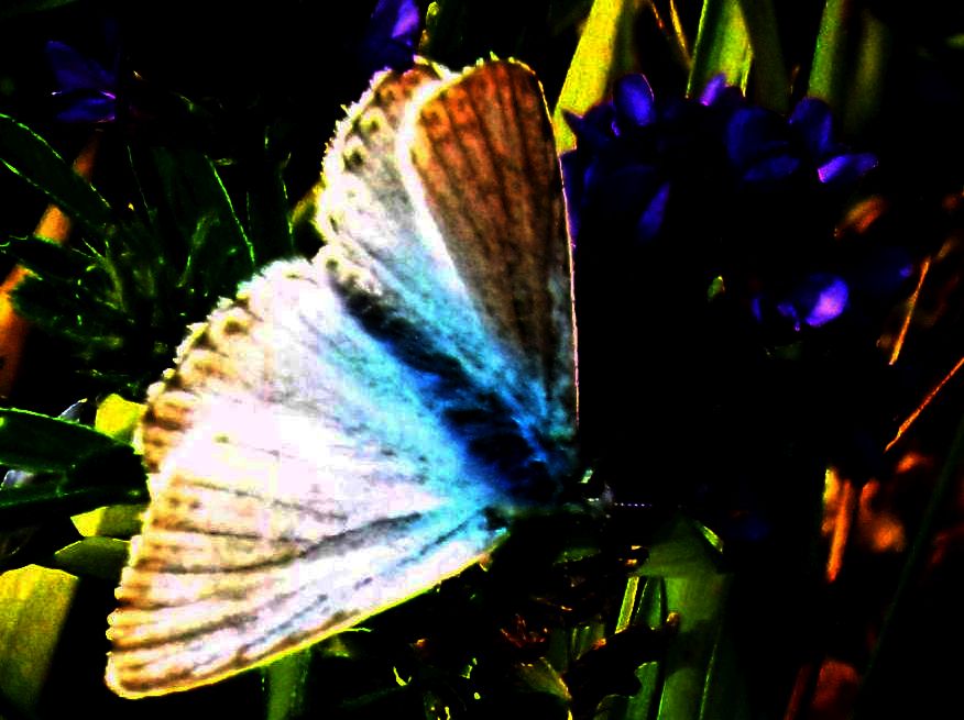 Lycaenidae:   Polyommatus coridon, maschio