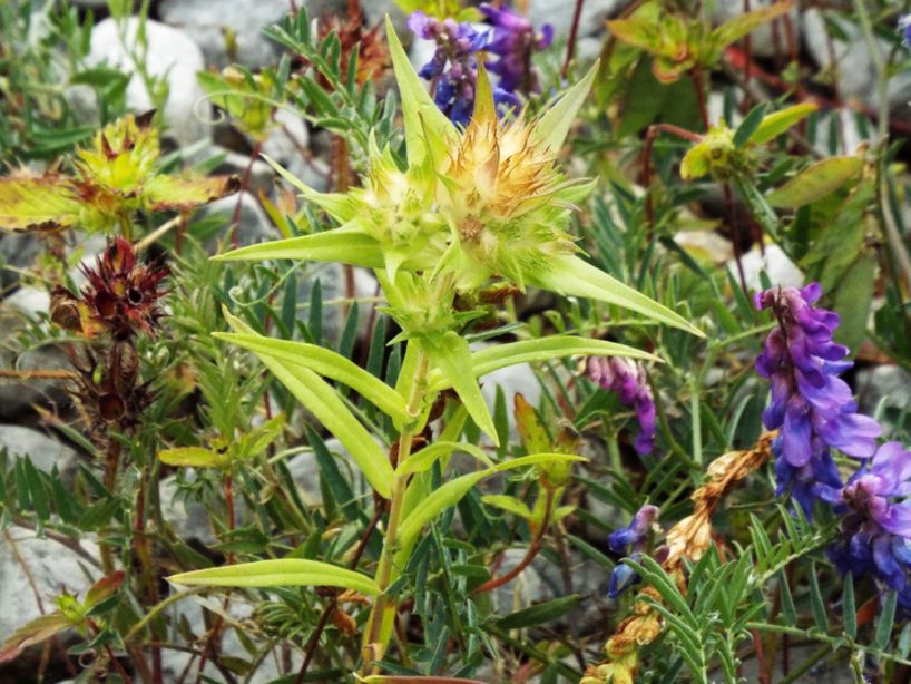 Melampyrum sp., Orobanchaceae