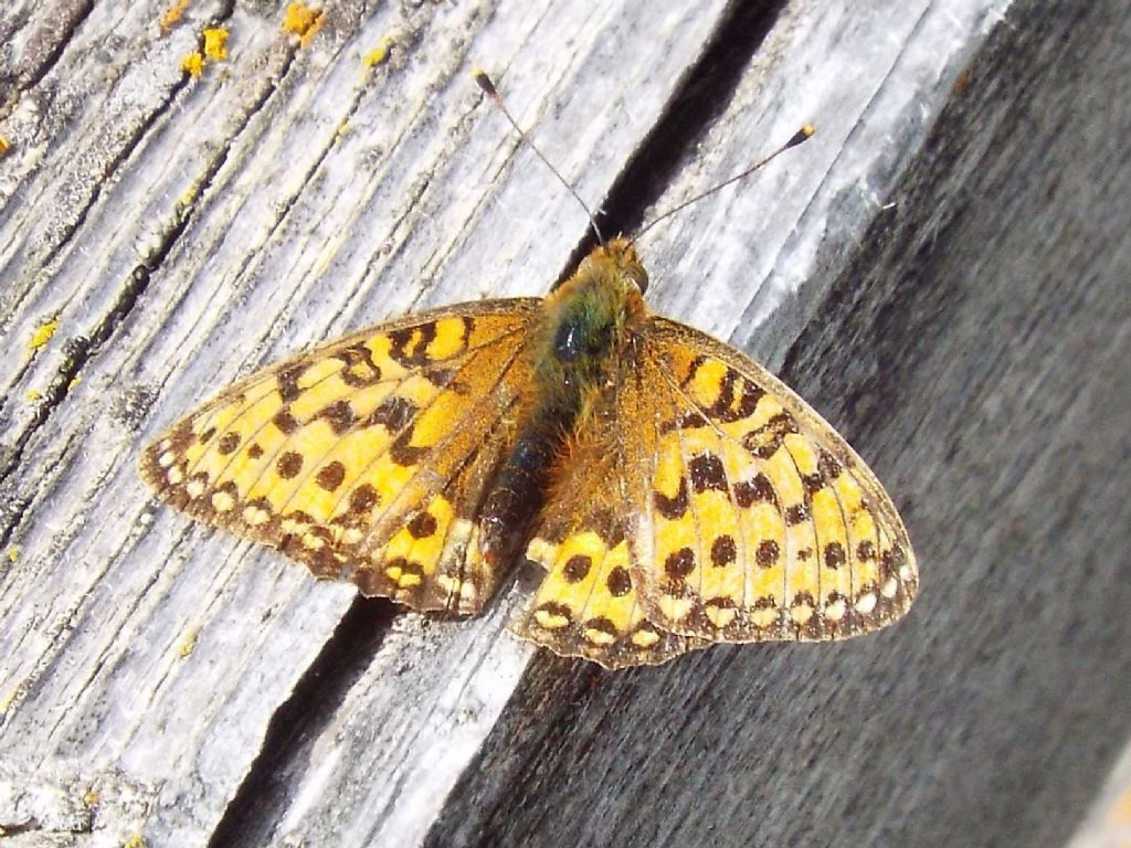 Nymphalidae: Argynnis (Mesoacidalia) aglaja