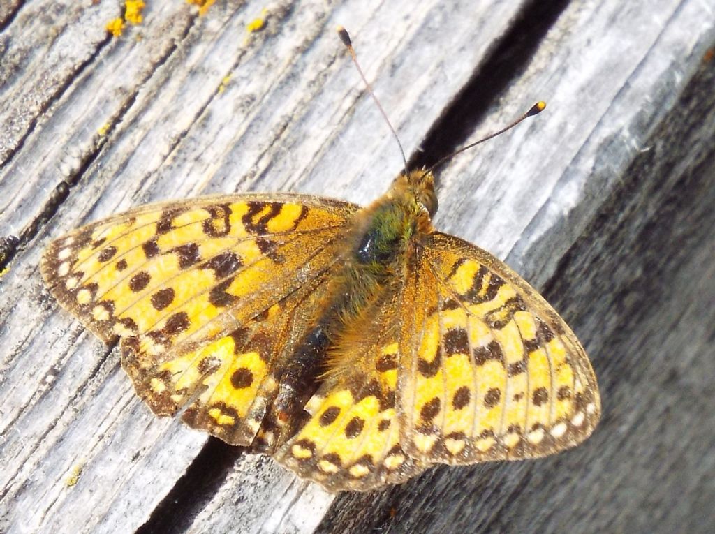 Nymphalidae: Argynnis (Mesoacidalia) aglaja