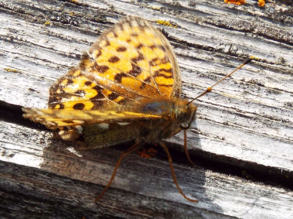 Nymphalidae: Argynnis (Mesoacidalia) aglaja