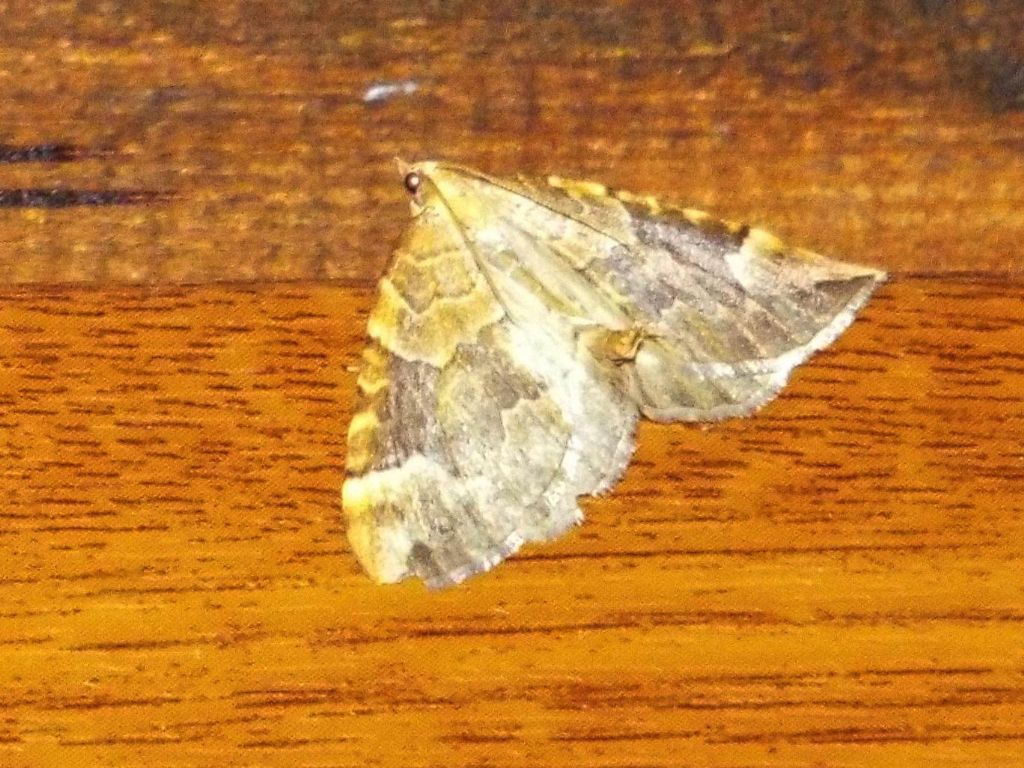 Geometridae:  Eulithis populata ed Entephria sp.