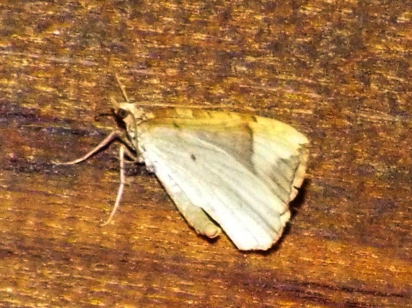 Geometridae:  Eulithis populata ed Entephria sp.