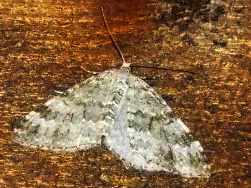 Geometridae:  Eulithis populata ed Entephria sp.