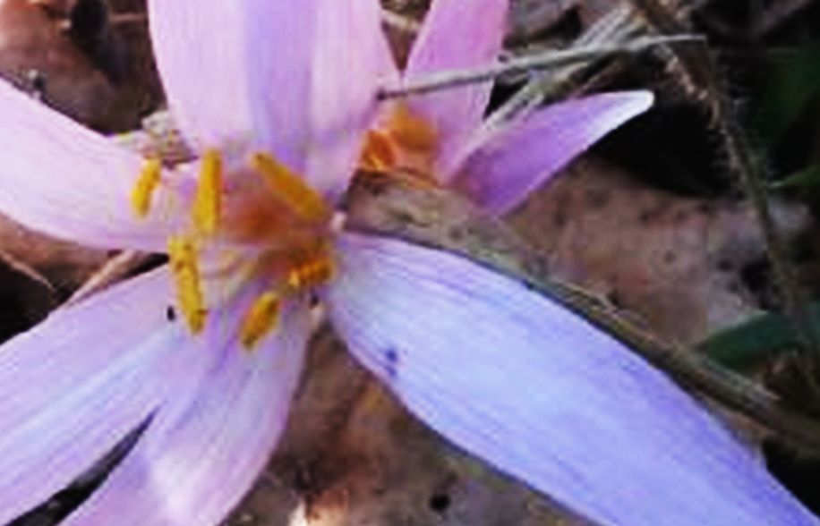 Crocus cfr. minimus e Colchicum sp.