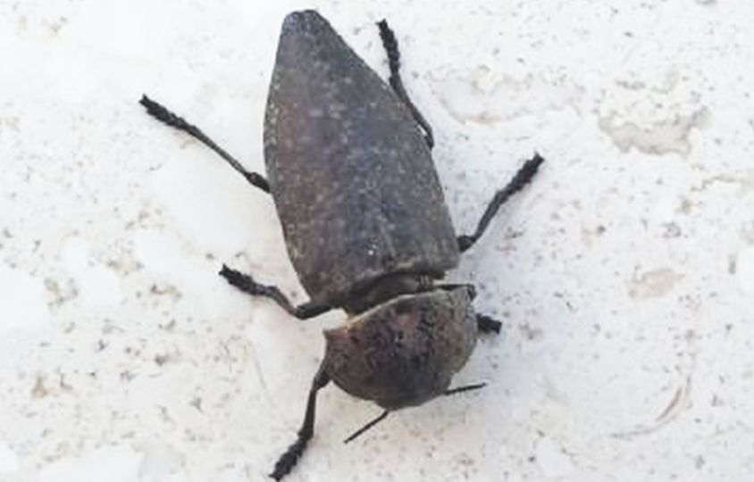che insetto? Buprestidae: Capnodis tenebricosa