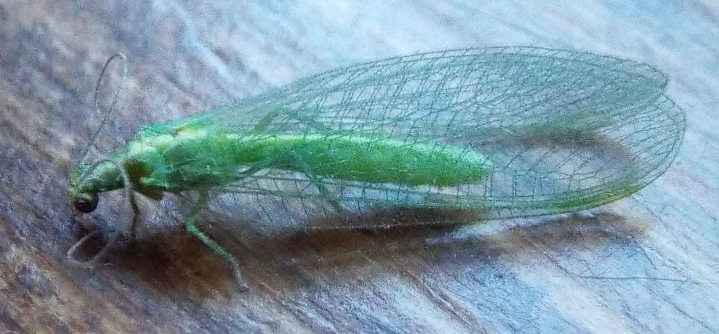 Chrysopidae: Chrysoperla sp.