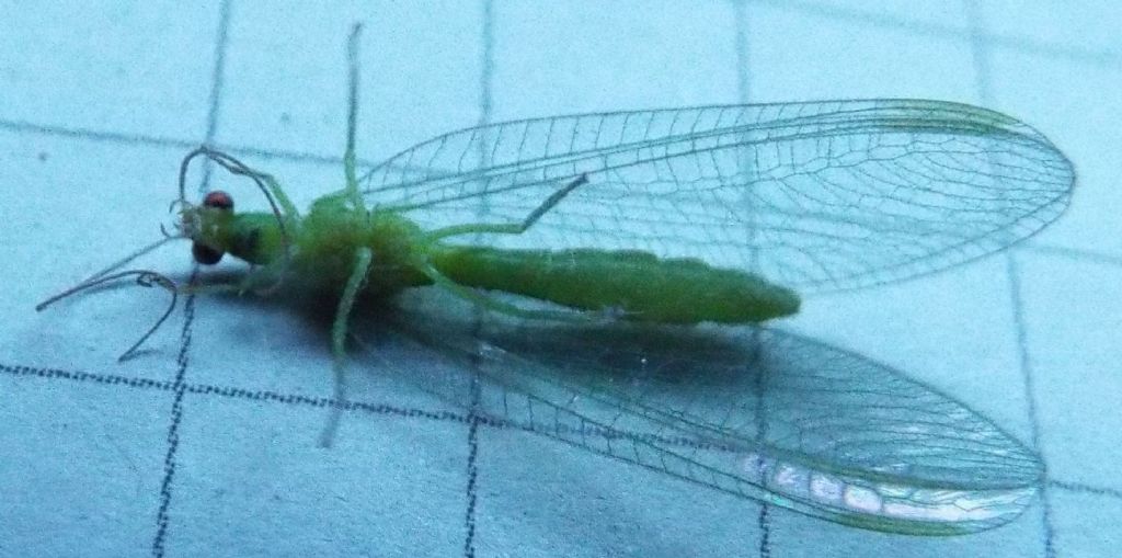 Chrysopidae: Chrysoperla sp.