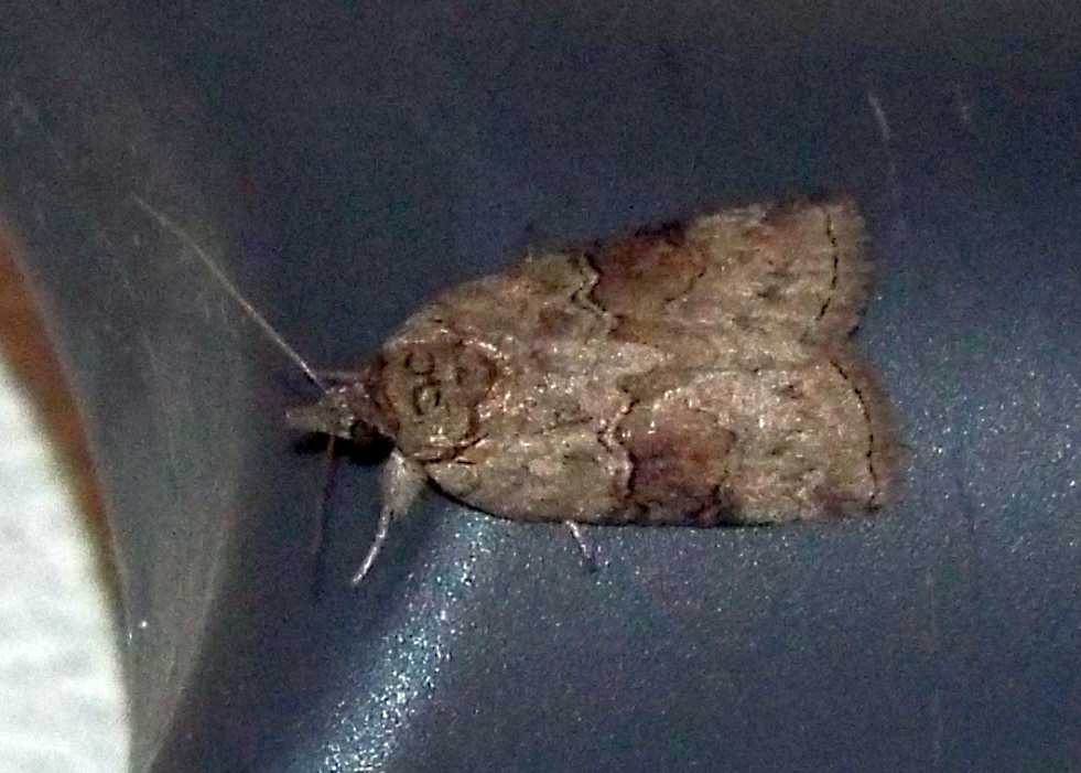 Noctuidae da id. No, Nolidae: Nycteola asiatica