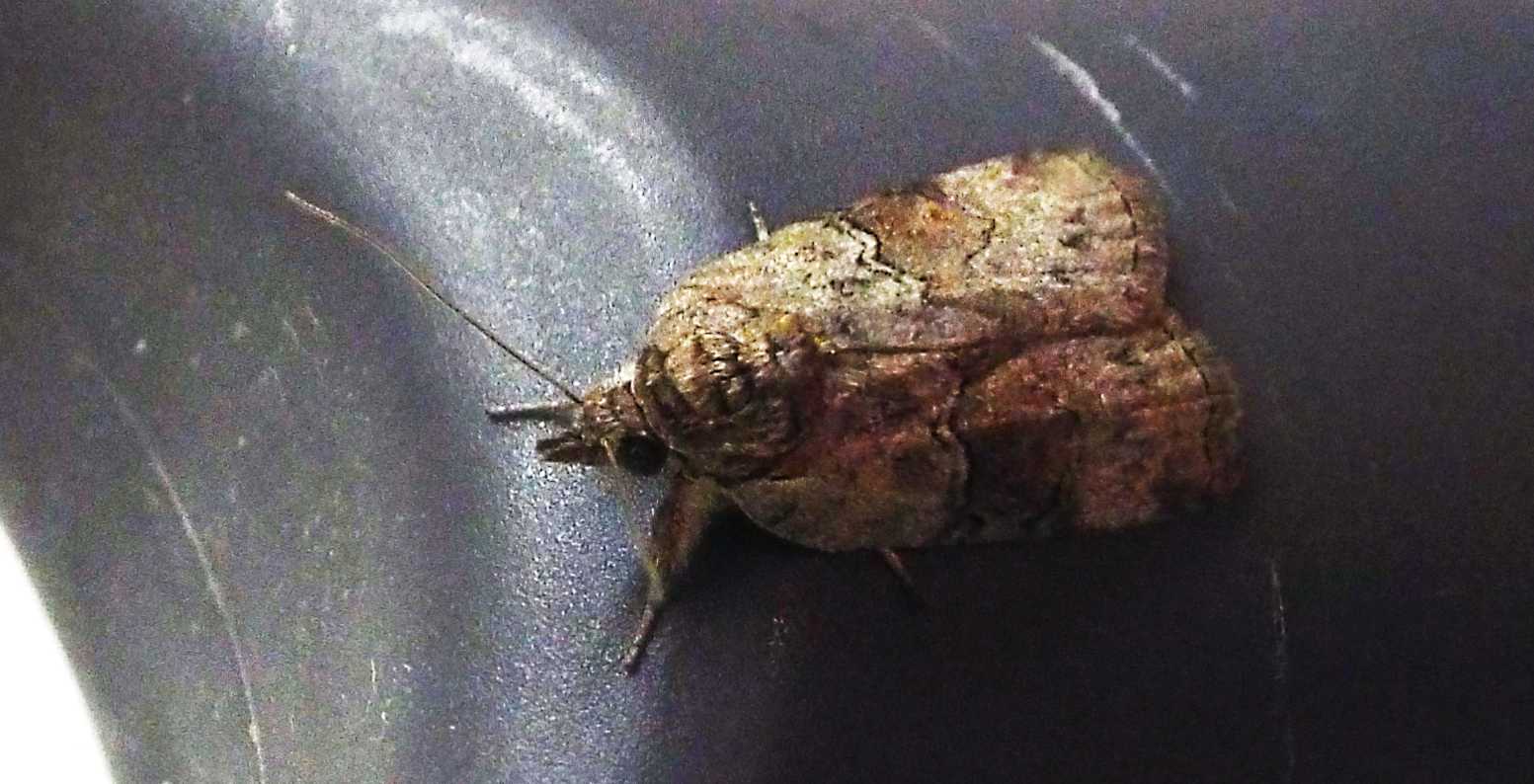 Noctuidae da id. No, Nolidae: Nycteola asiatica