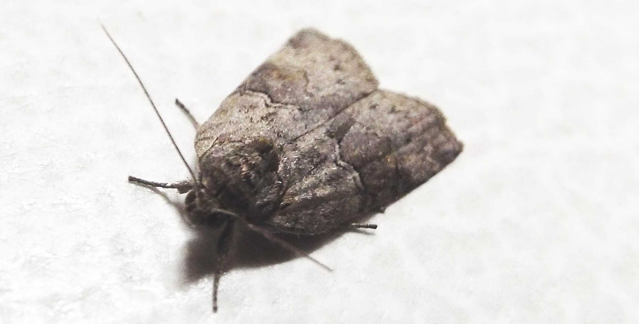 Noctuidae da id. No, Nolidae: Nycteola asiatica