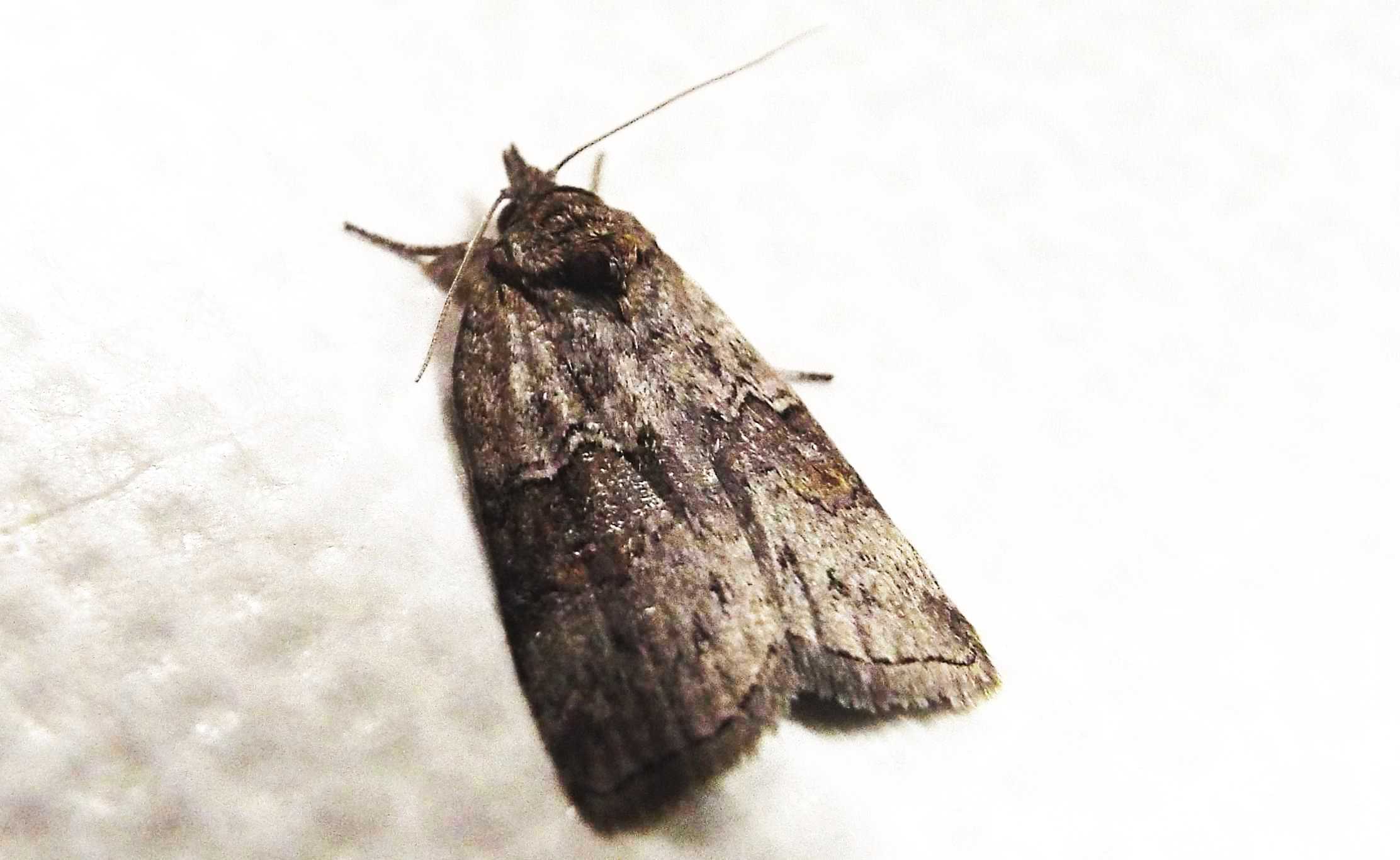 Noctuidae da id. No, Nolidae: Nycteola asiatica