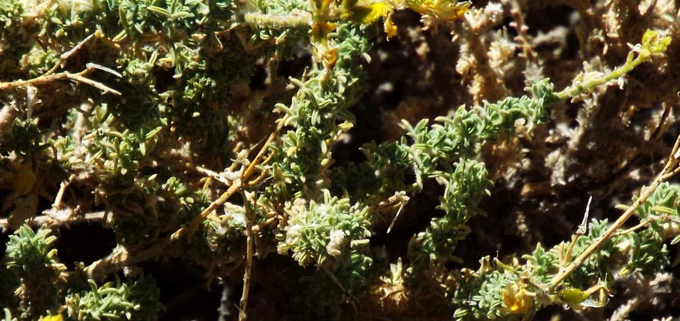 Da Tenerife (Canarie):  Adenocarpus  viscosus (Fabaceae)