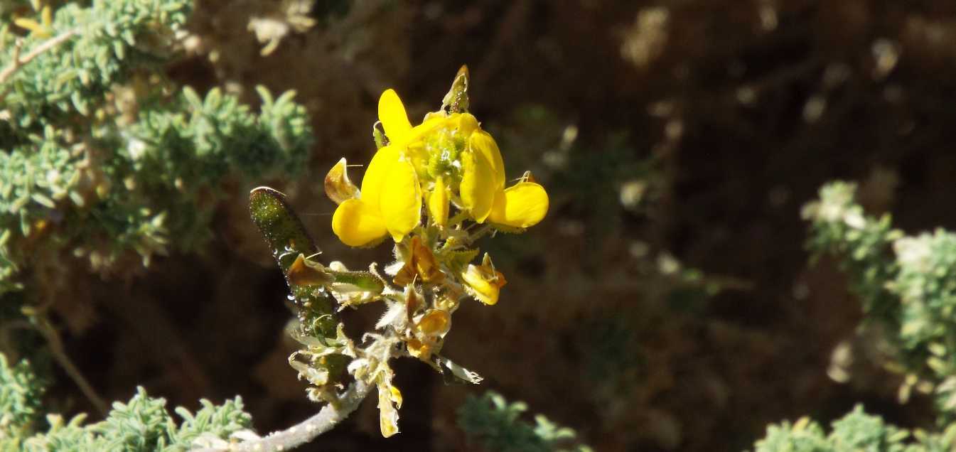 Da Tenerife (Canarie):  Adenocarpus  viscosus (Fabaceae)