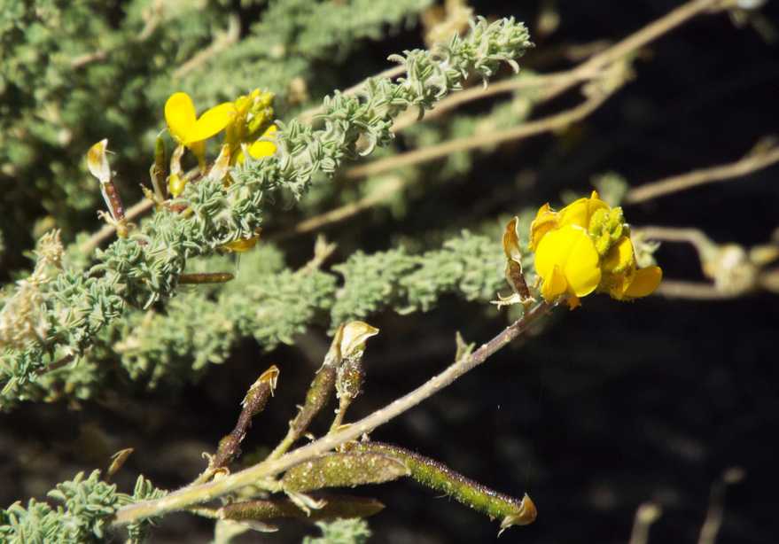 Da Tenerife (Canarie):  Adenocarpus  viscosus (Fabaceae)